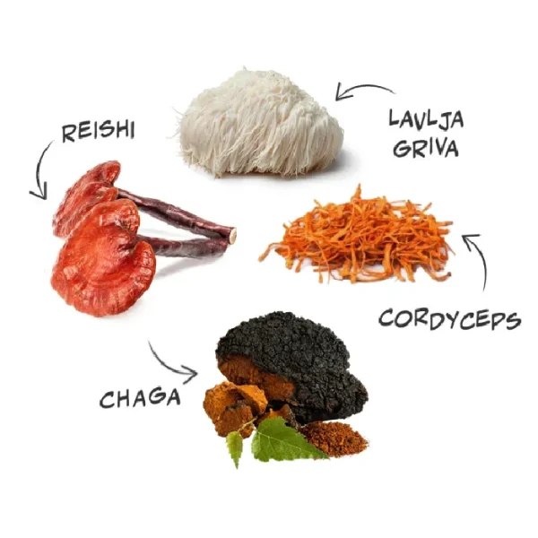 Reishi, Lavlja griva, Ci chaga gljive – ilustracija s prikazom ljekovitih gljiva.