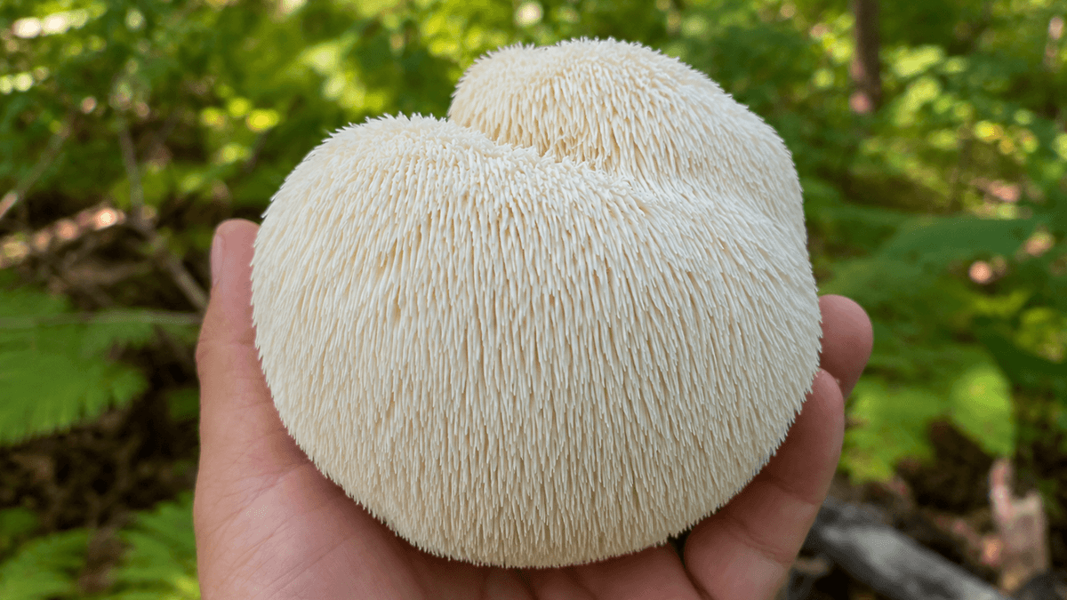 Lavlja griva hericium erinaceus odnosno resasti igličar u ruci u šumskom okruženju