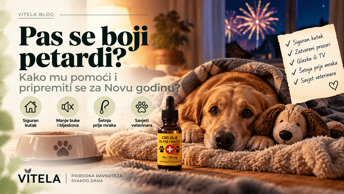Pas se boji petardi – kako mu pomoći i pripremiti ga za Novu godinu